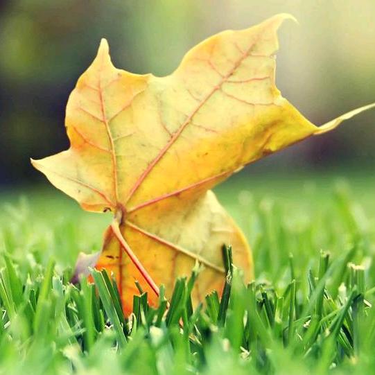 大王镇海洋车行