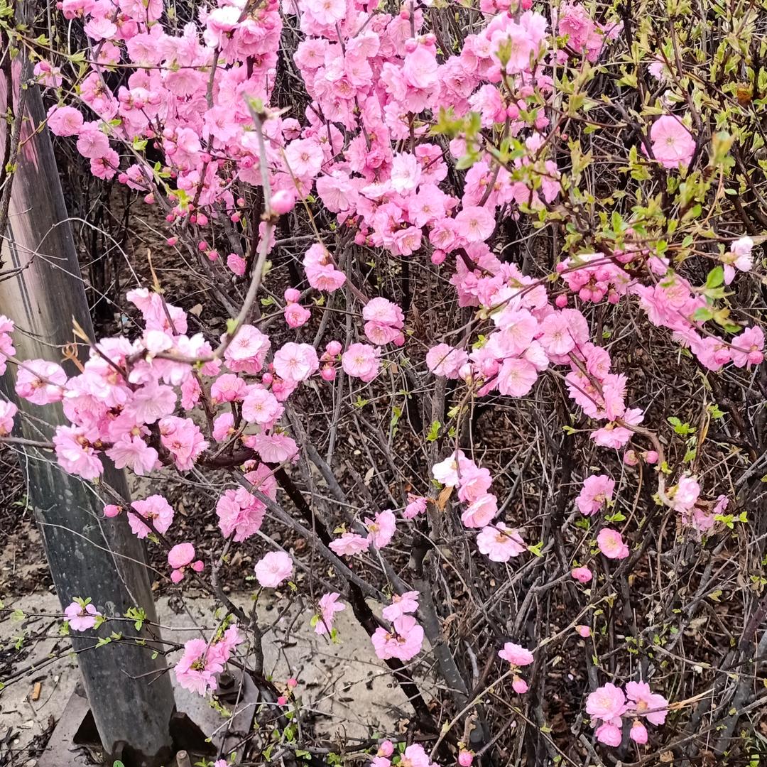三月雪花
