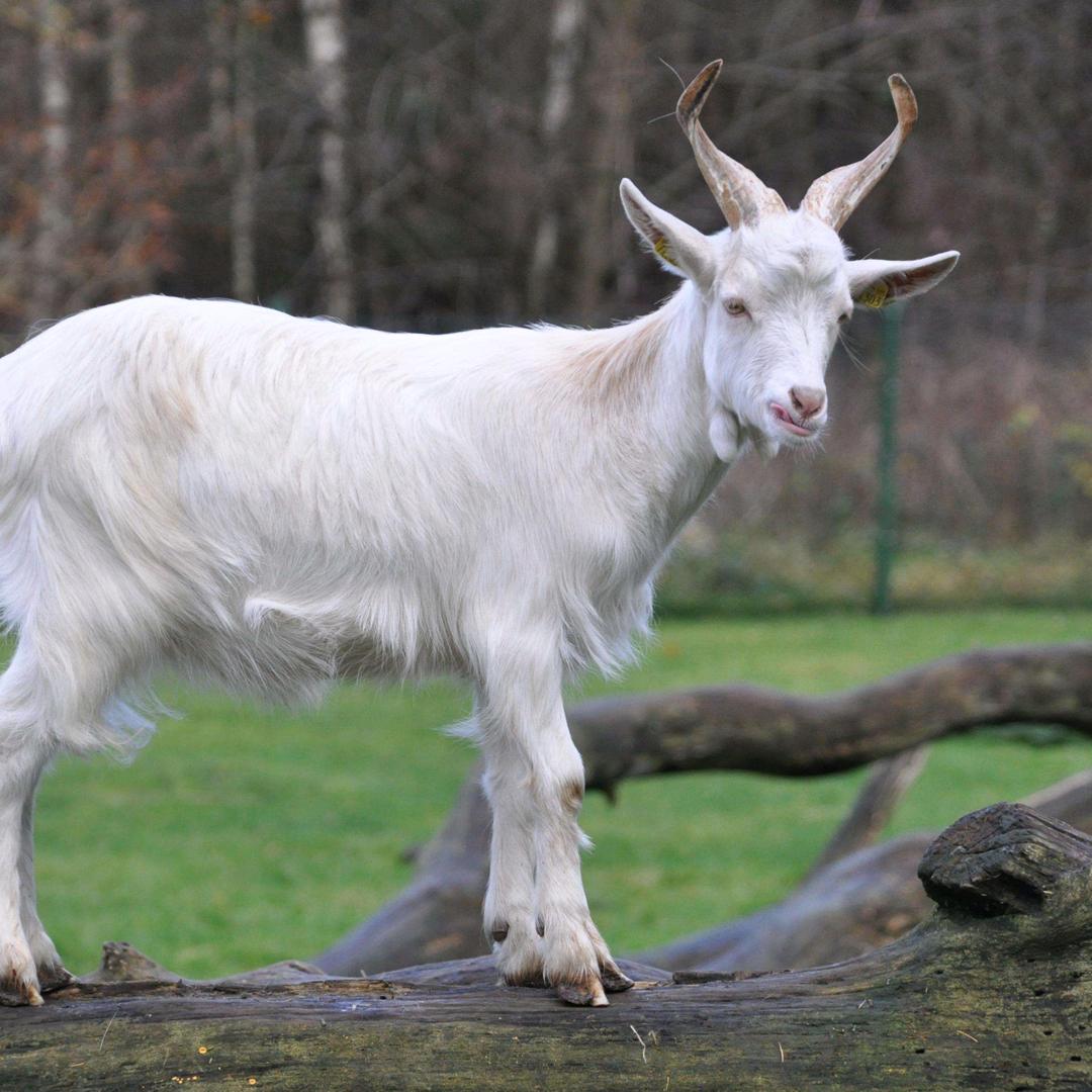 聊城大兄弟流动烤全羊