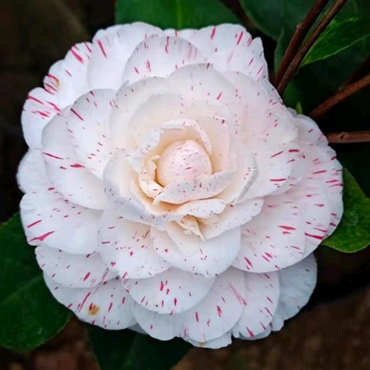 海阳幸福花卉