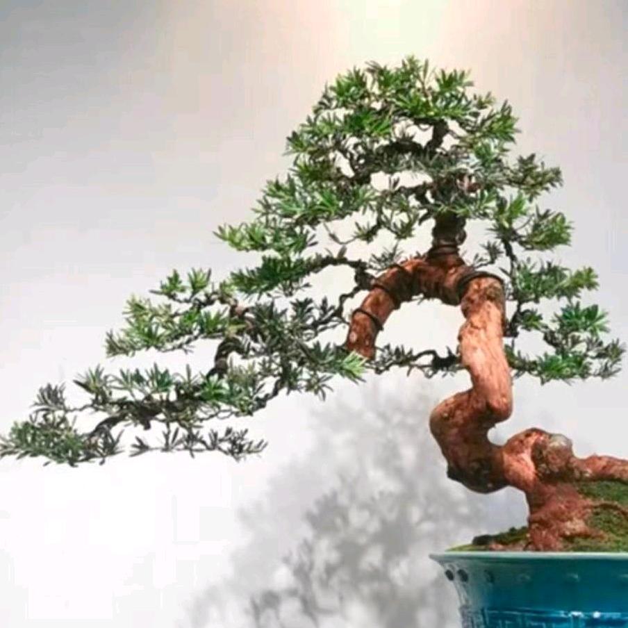 匠心园艺专业造型