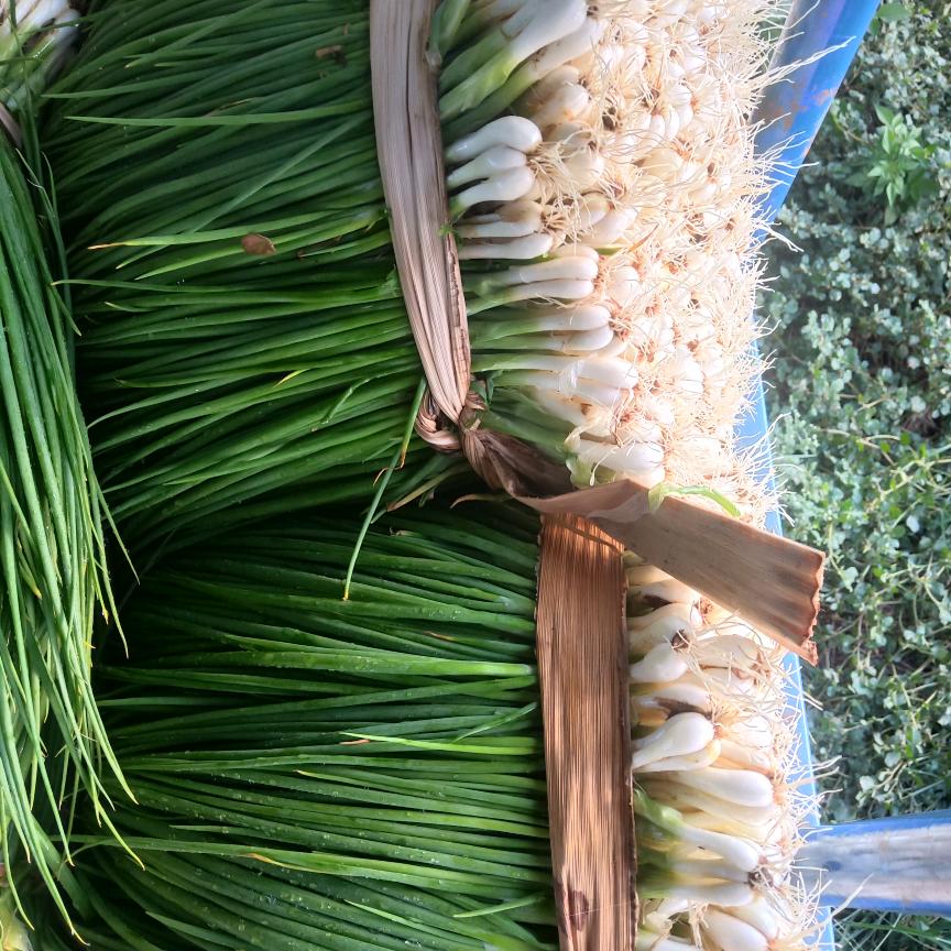香葱大量收购、批发