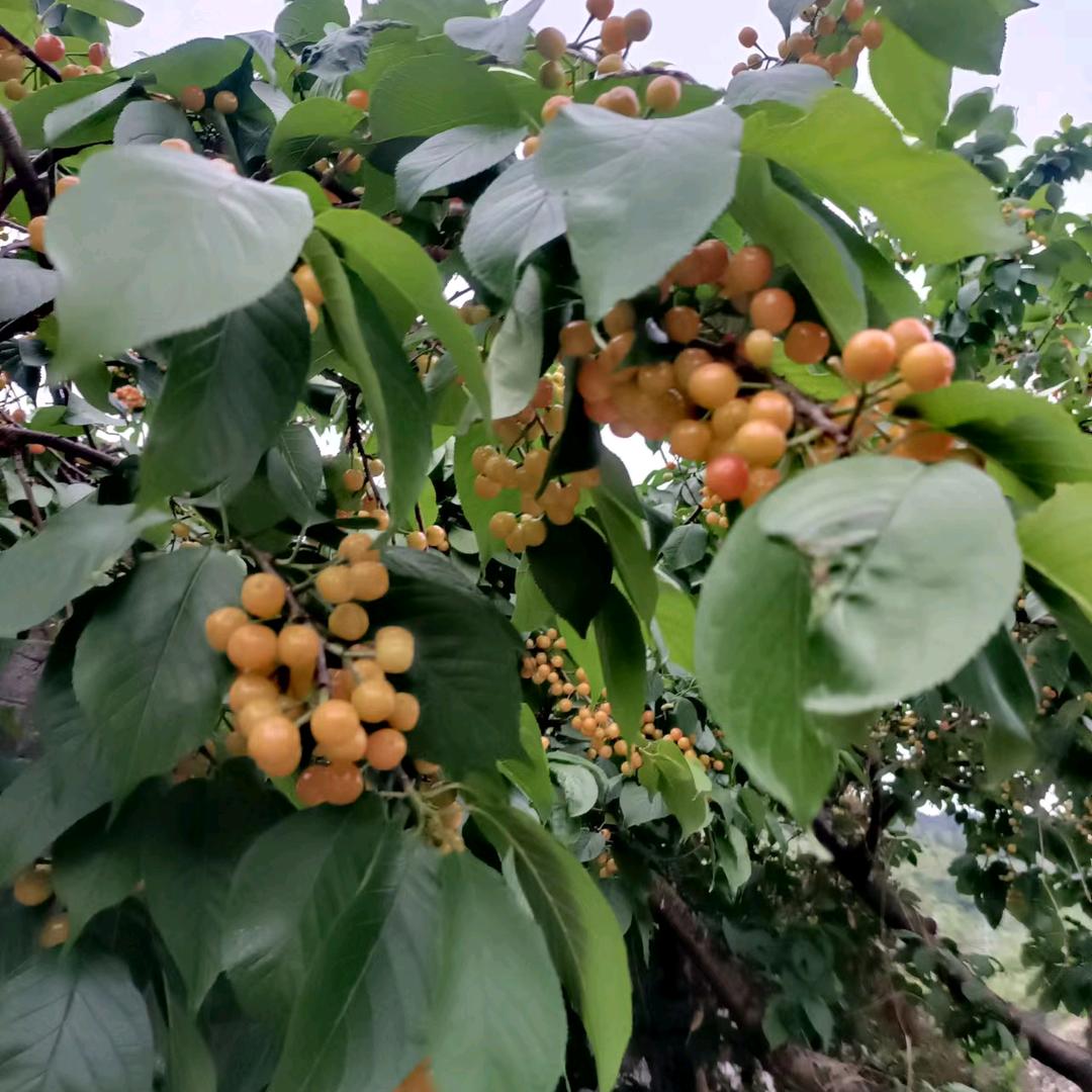 你是我余生的思念