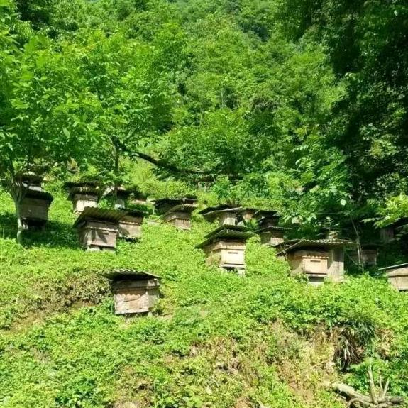 🇨🇳🐝追🐝蜂🐝人🐝🇨🇳