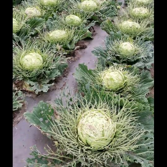 久久巴适伊