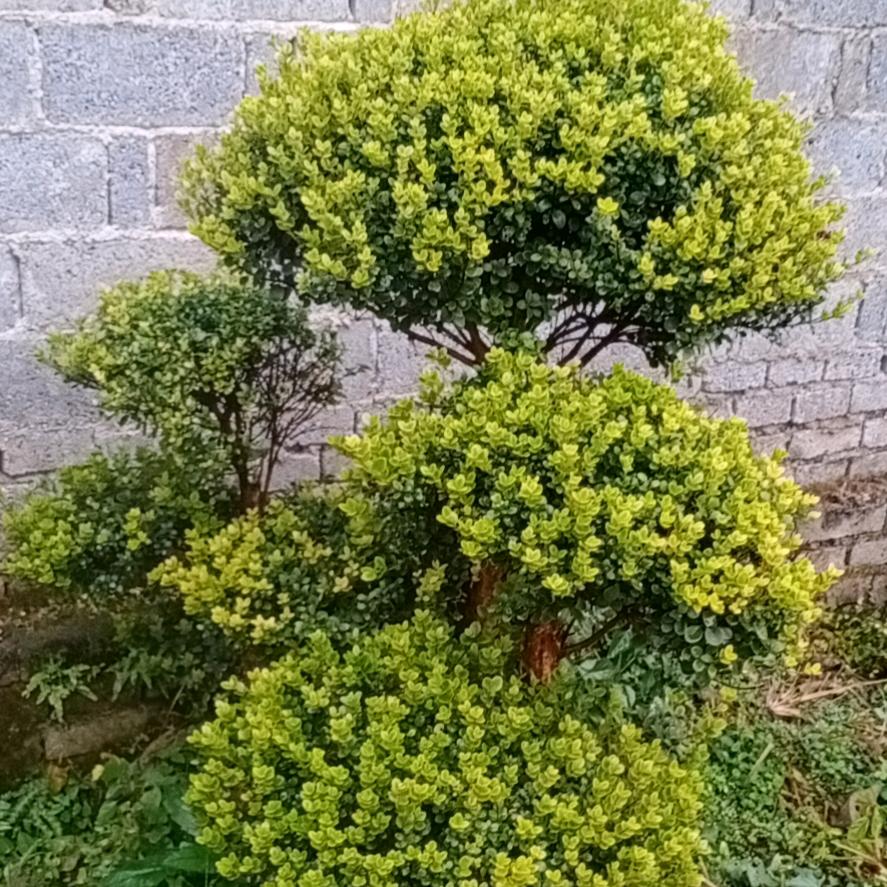 欧阳盆景绿植园