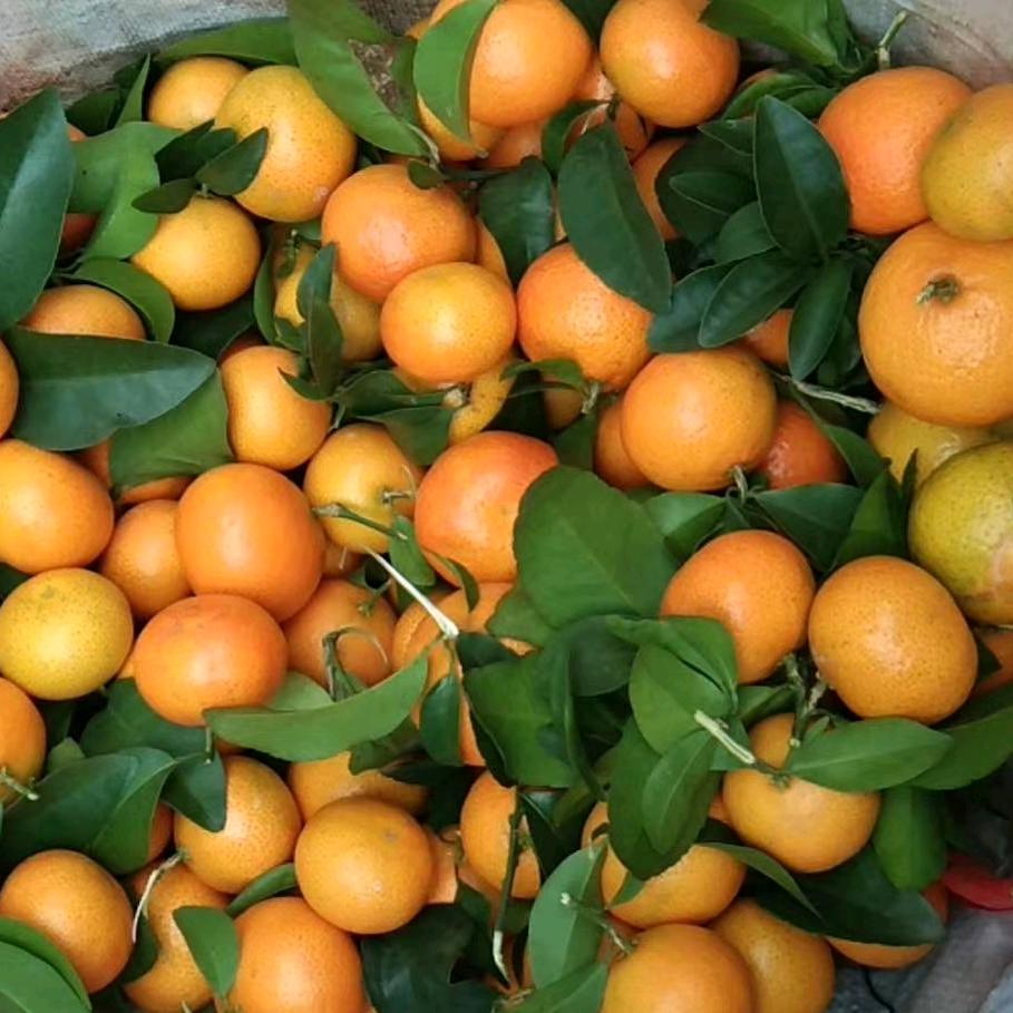 通讯录好友萍萍