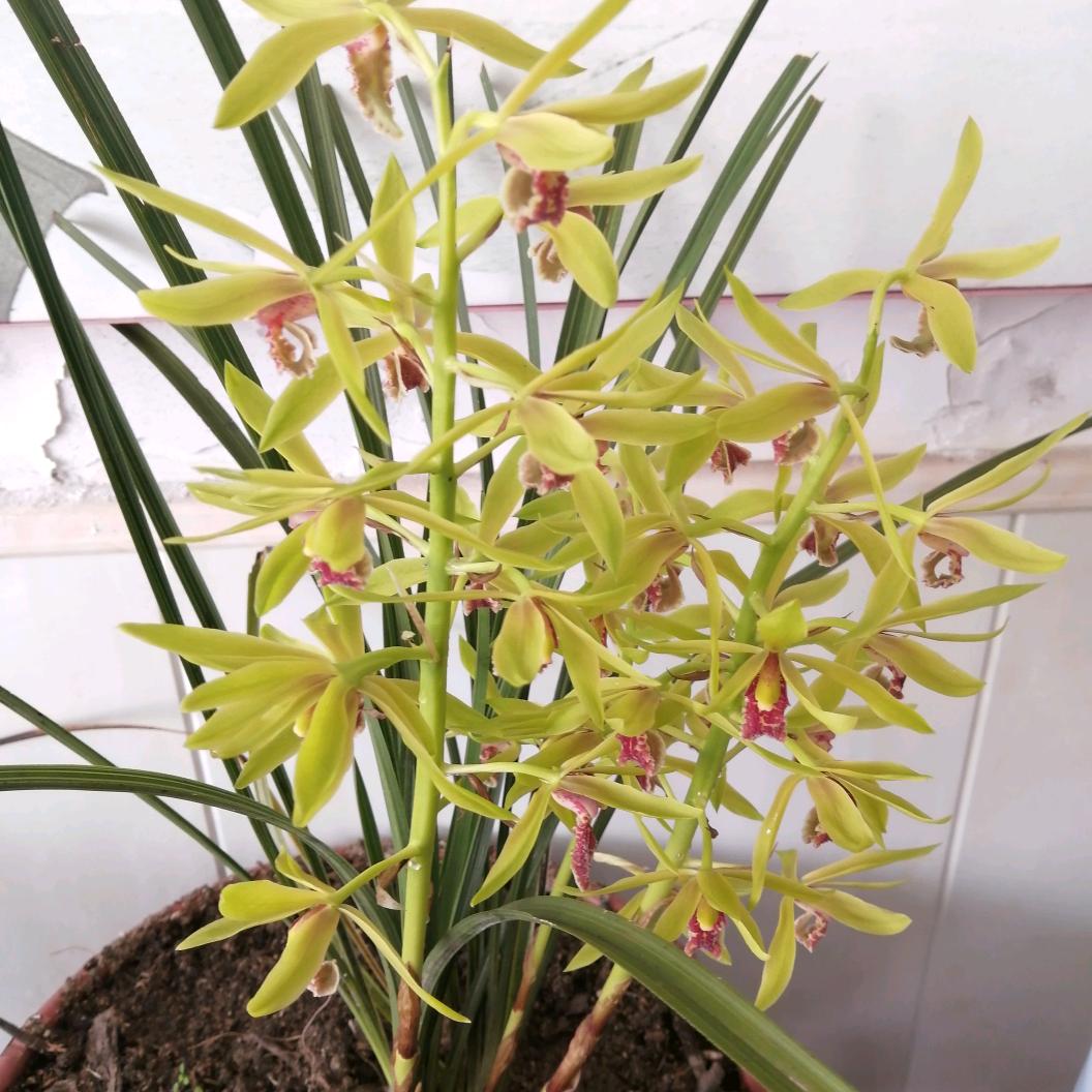 兰花