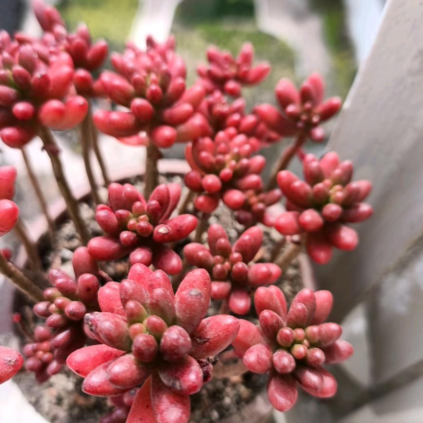 花花视界1