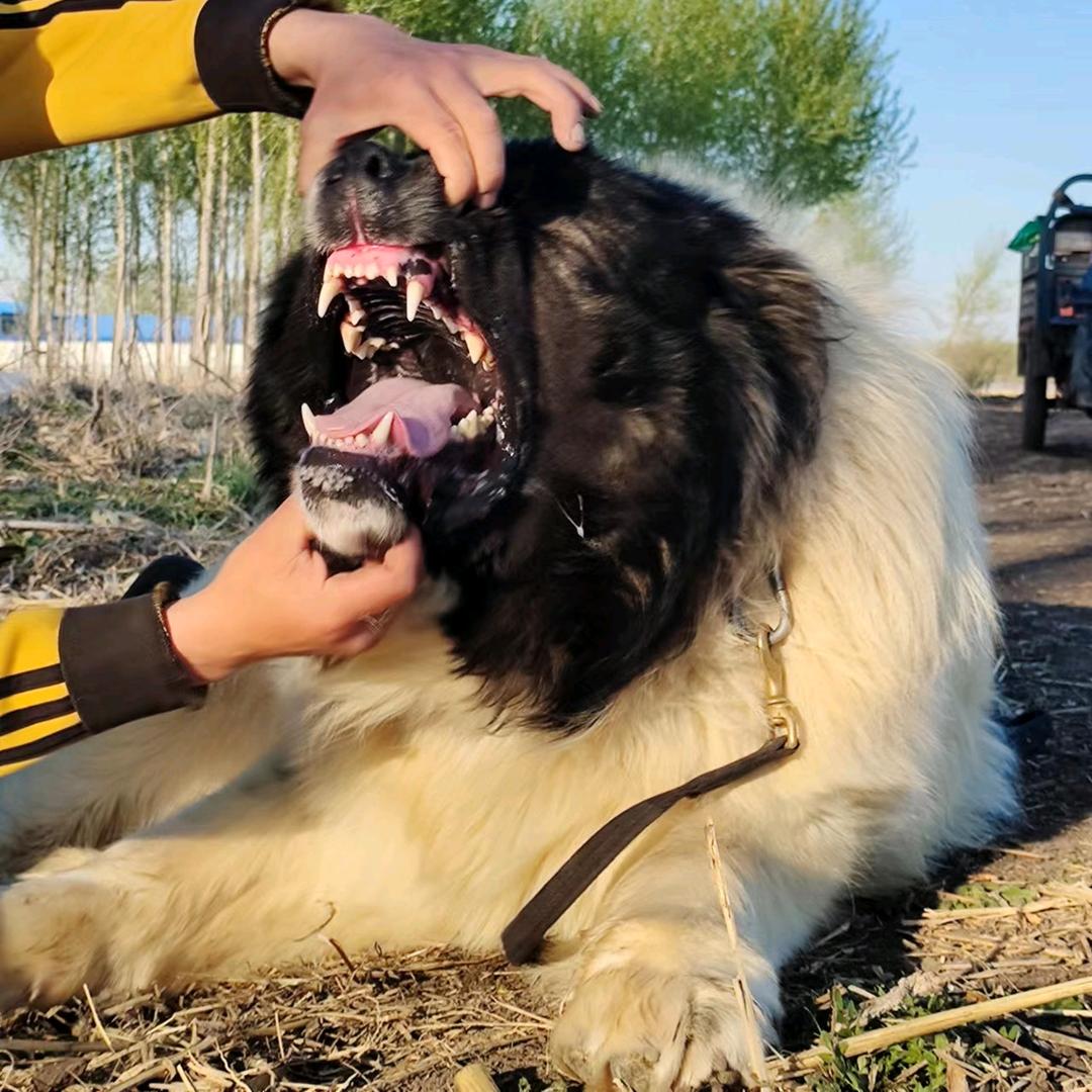 大光犬业