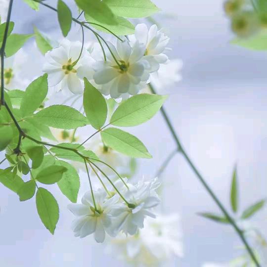 初见手工花礼定制