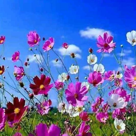 格桑花