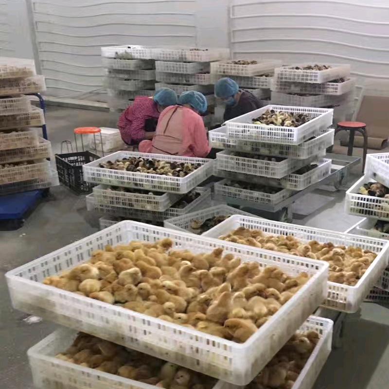 河南谷草香禽业有限公司