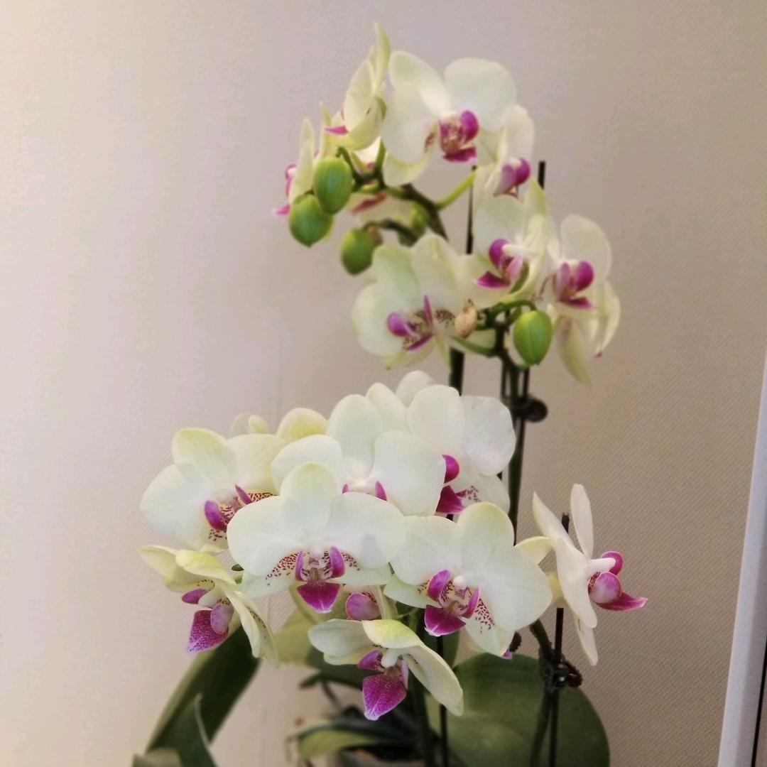 🌈✨爱鑫睿✨🌈