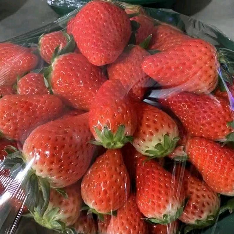 出自淤泥而不染