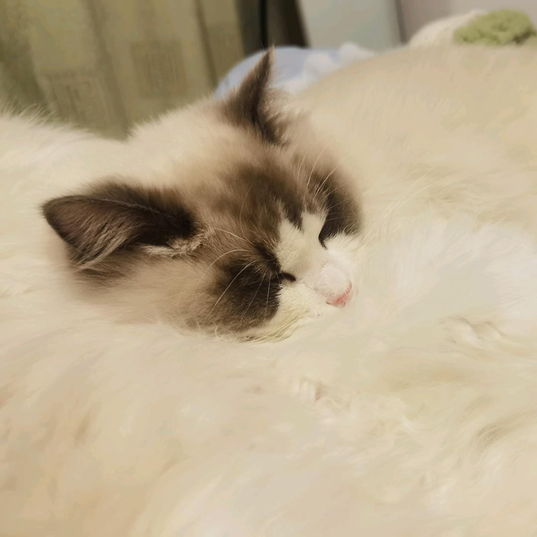 养了4只布偶猫