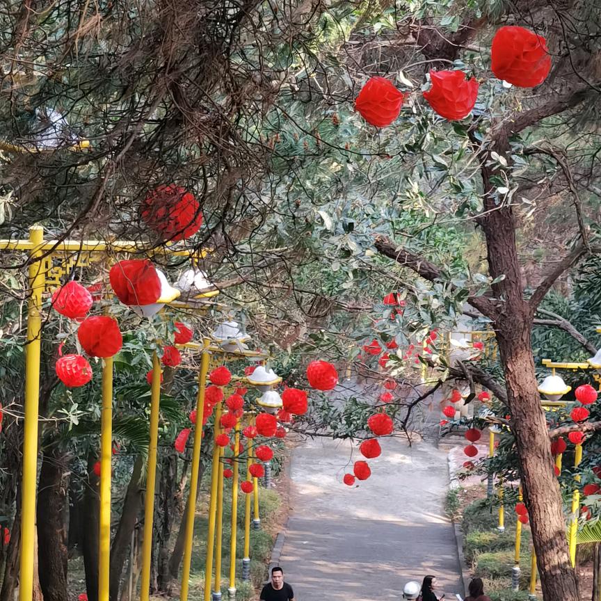 秋天枫叶