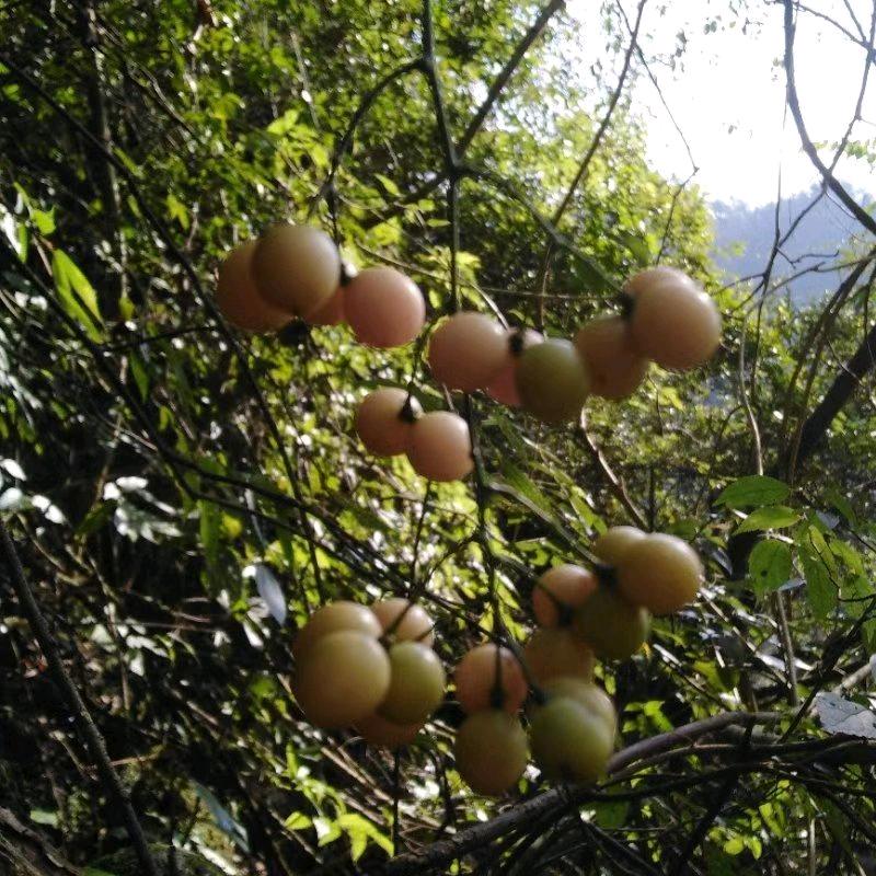 什邡大西瓜