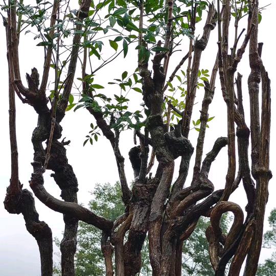 章哥园艺·附石盆景