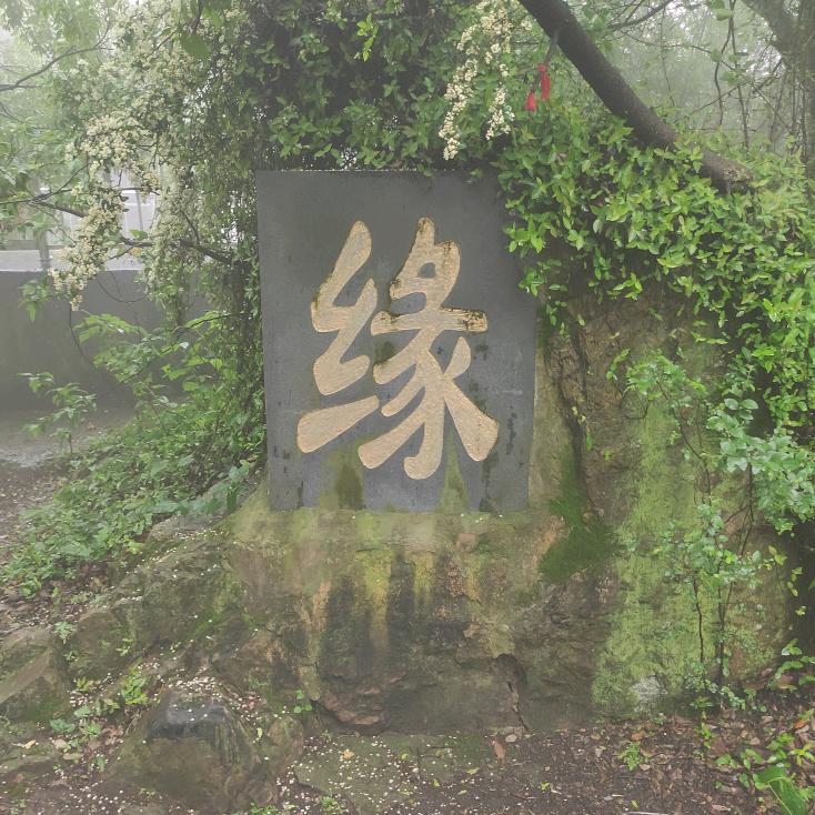 胡杨HY