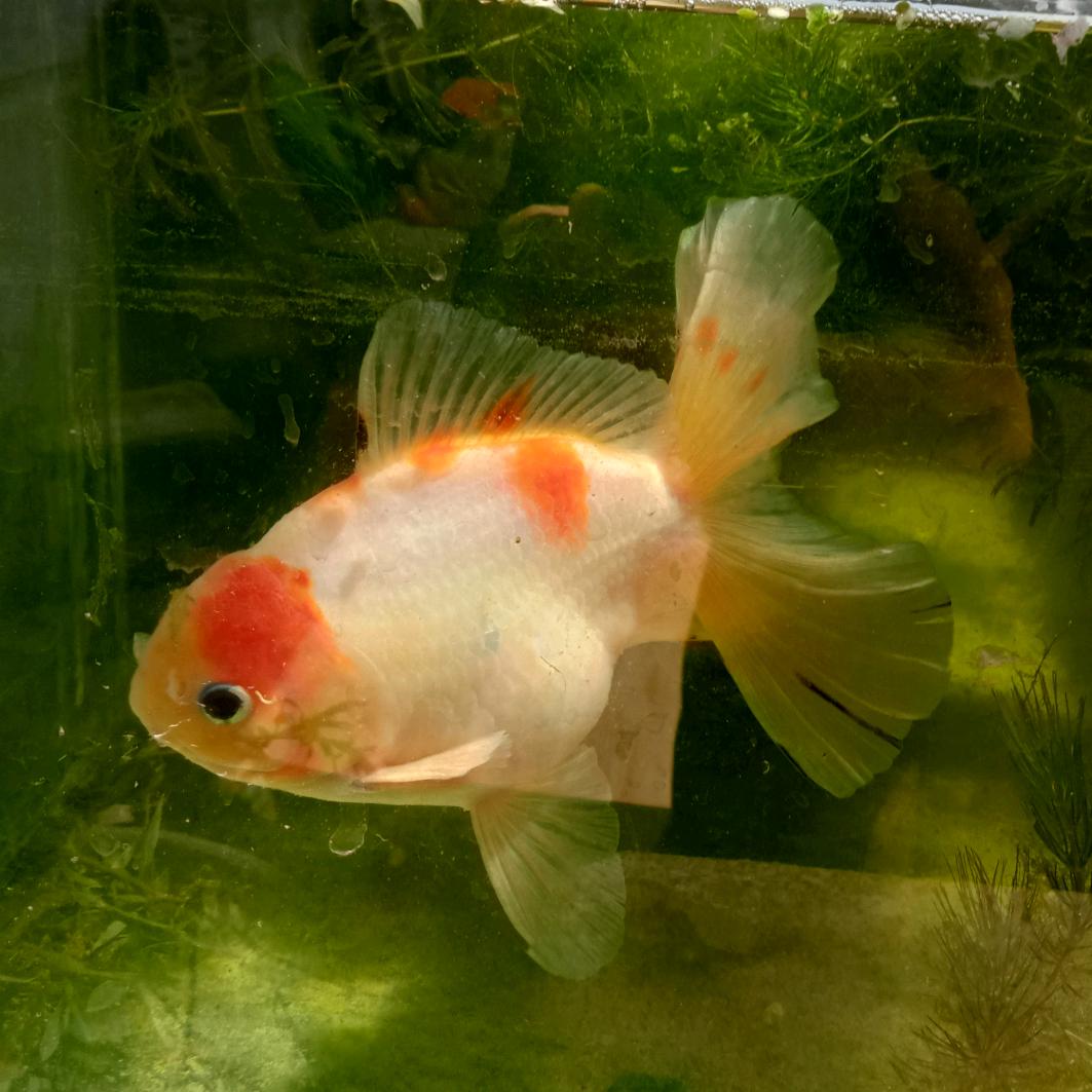 不会水的魚
