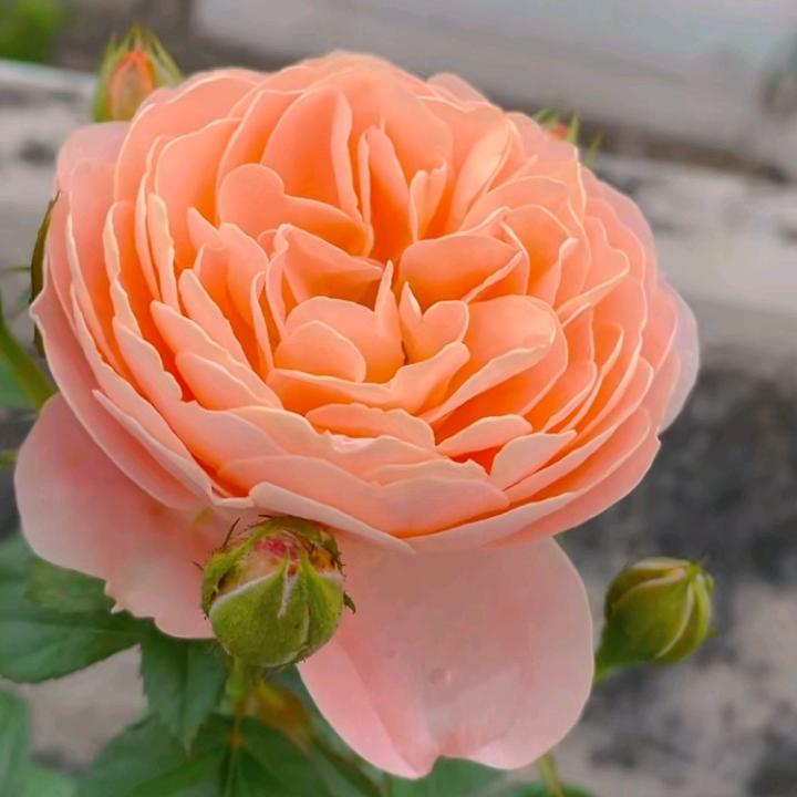 玉芬