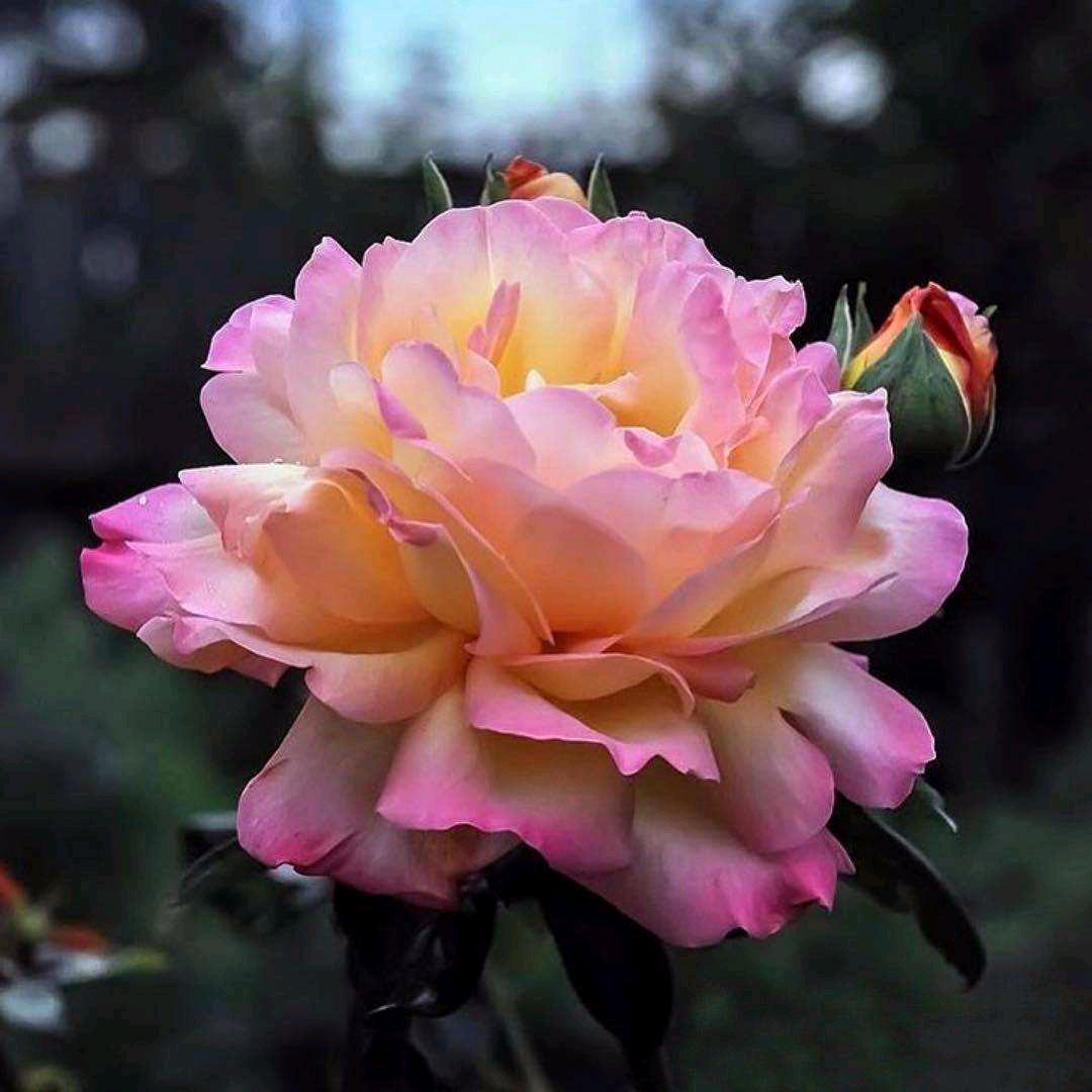 花花