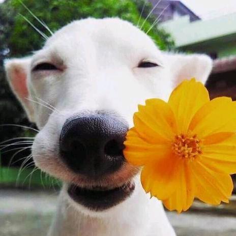 向着。。太阳🌻