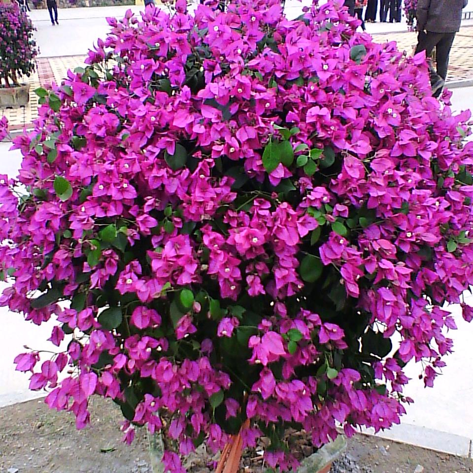 漳州北轩宇旅馆