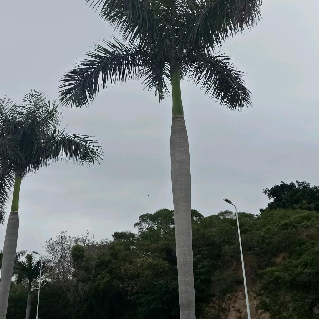 pLx我爱你