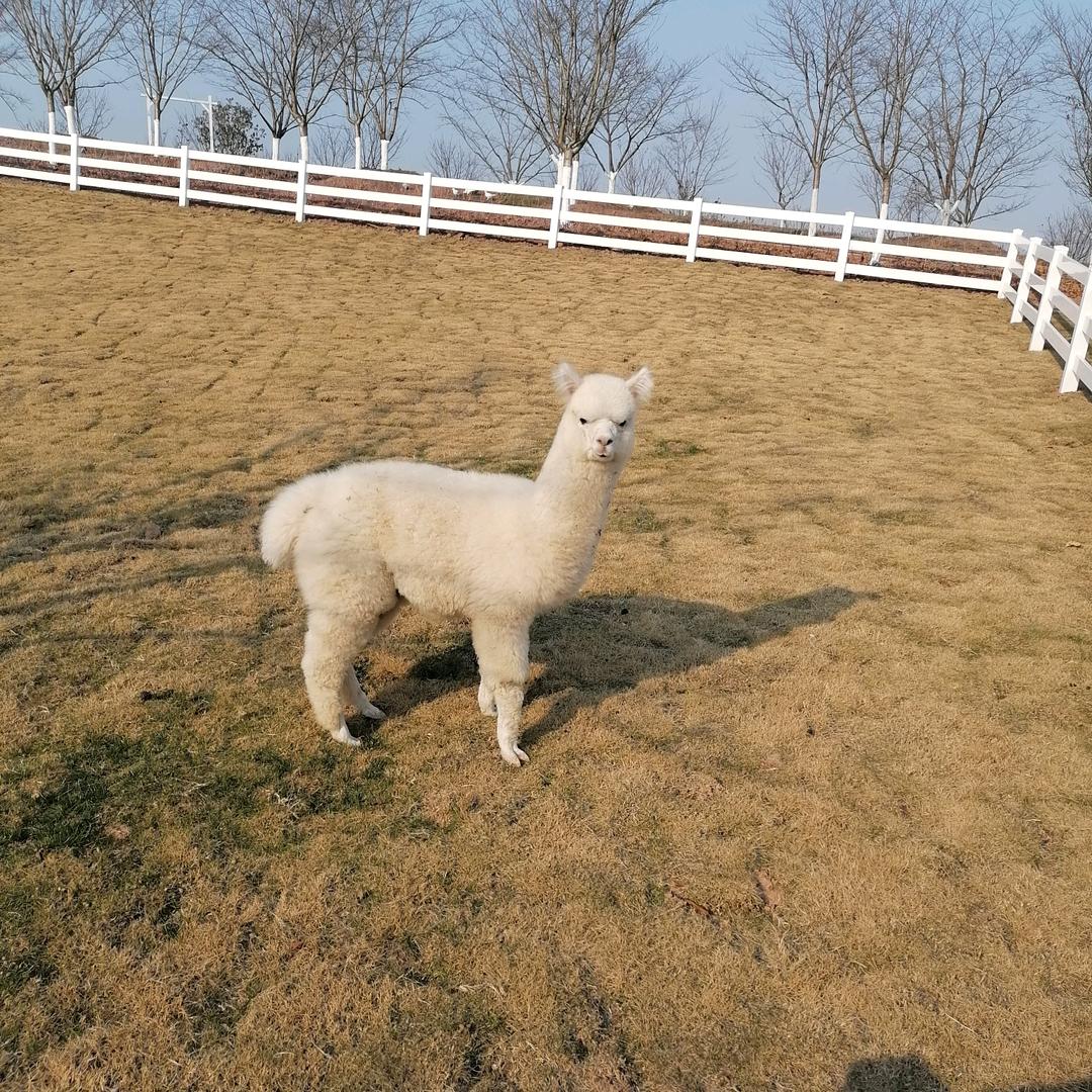 🌈风软一江水🌈