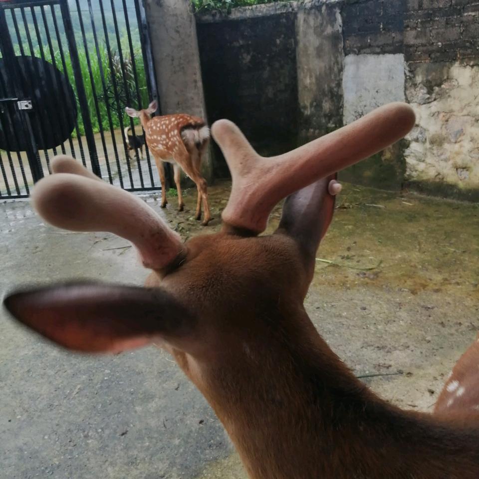 湖南宁远梅花鹿蜜蜂养殖