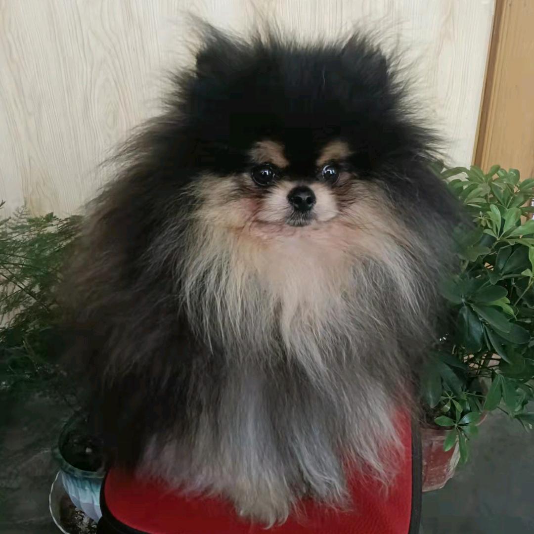 泾阳辉煌犬舍( •ิ_• ิ)姚博