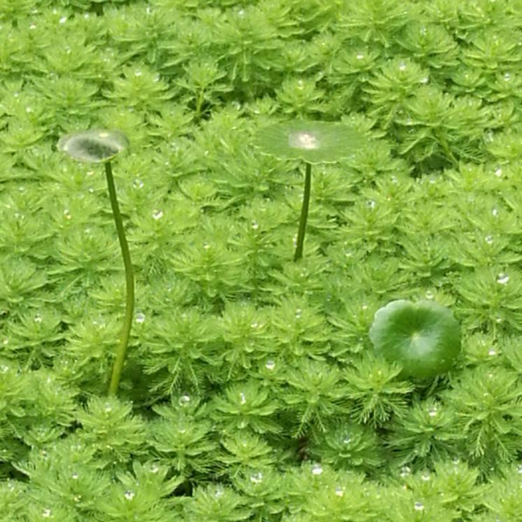 会水