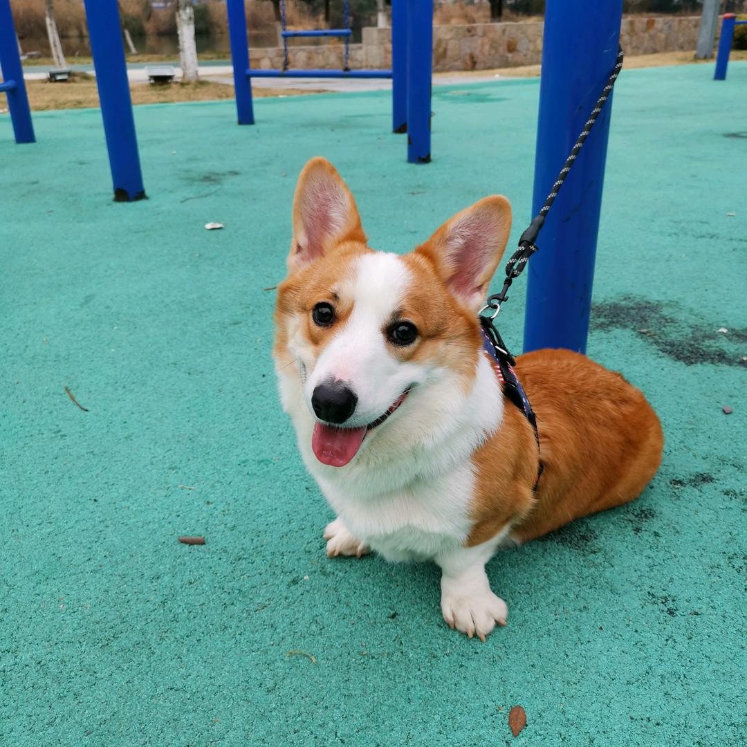 少年老成的图图