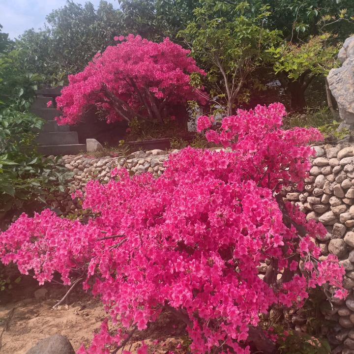 桃花涧庄户人家饭庄