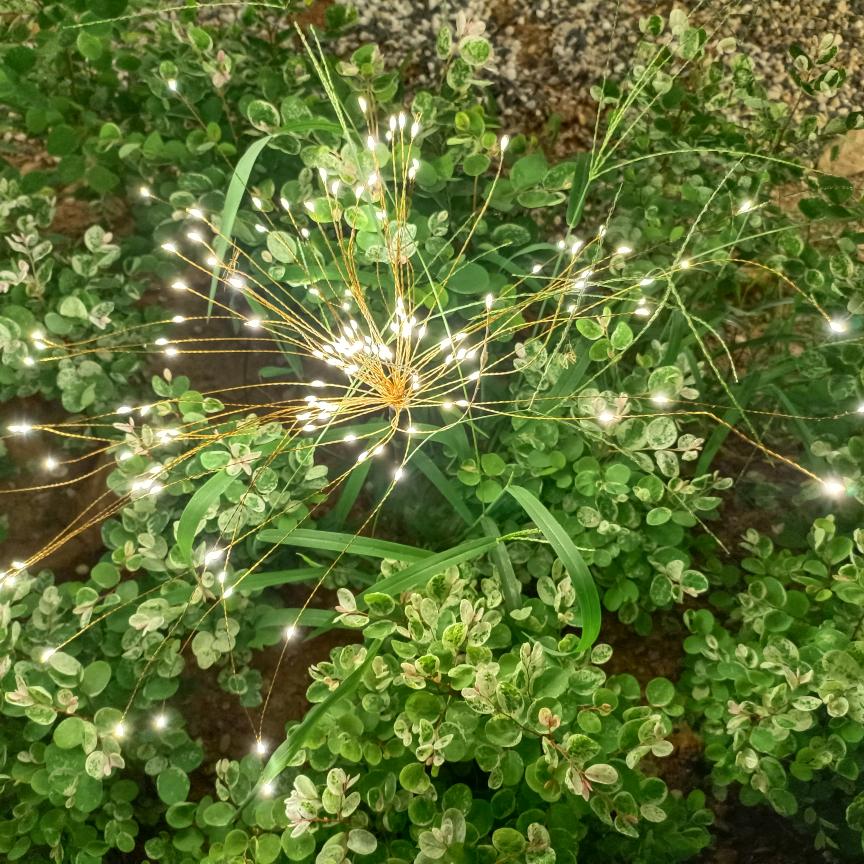 花红