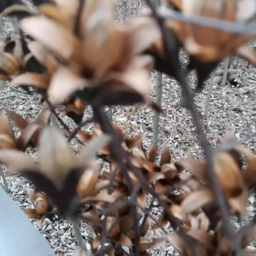 听风雅竹