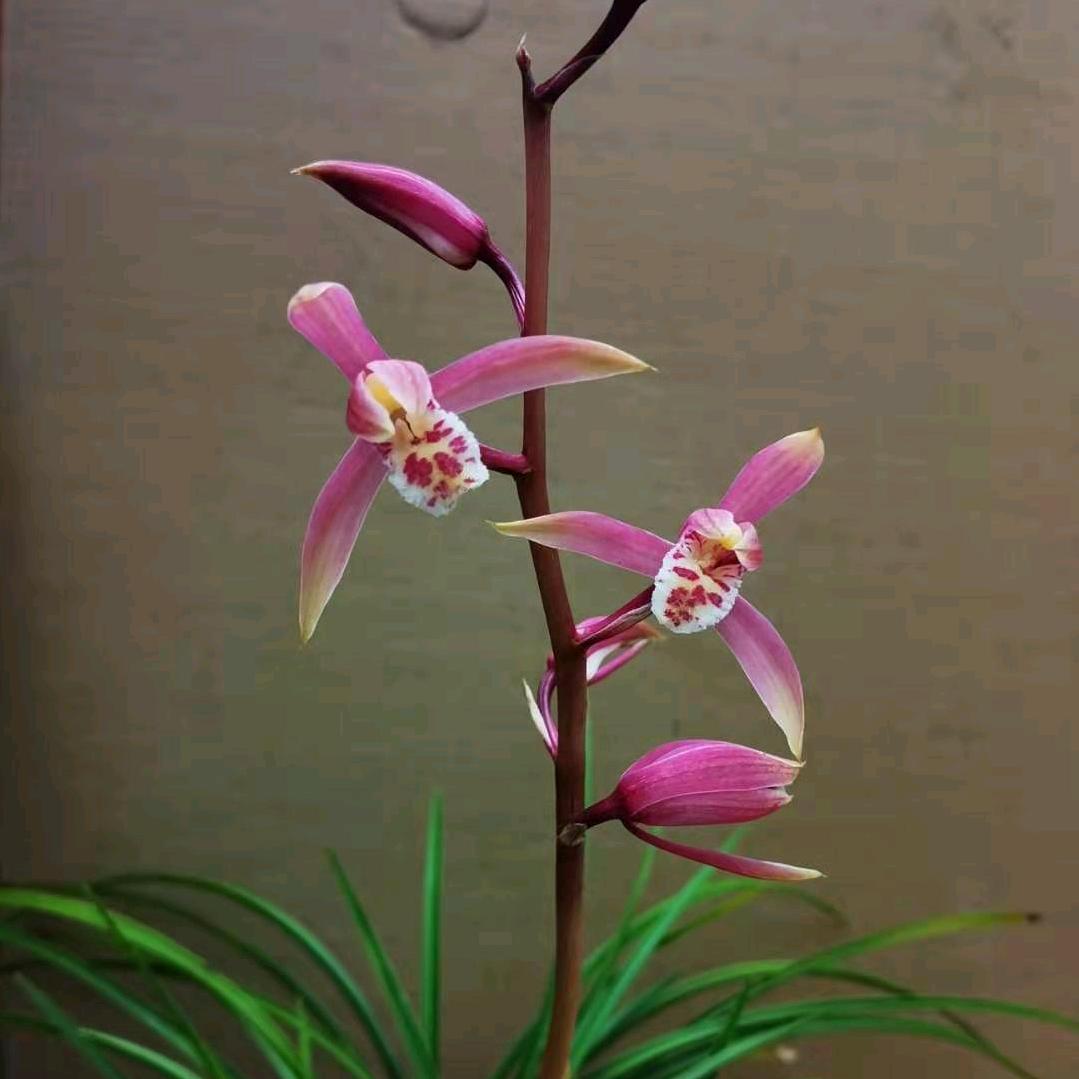 丁林