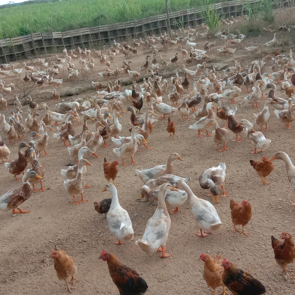 散养土腌鸡批发