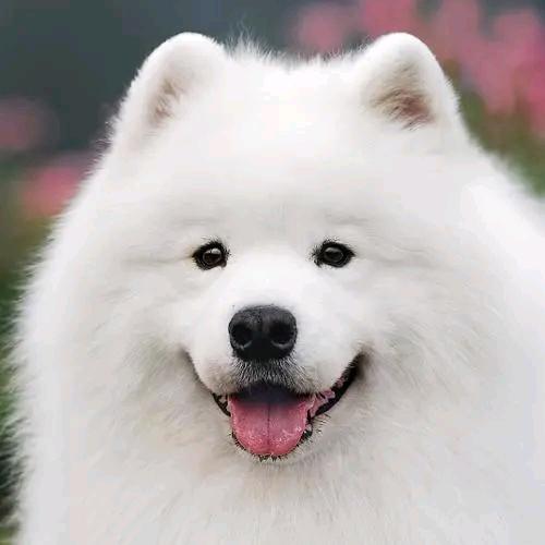 周易生肖