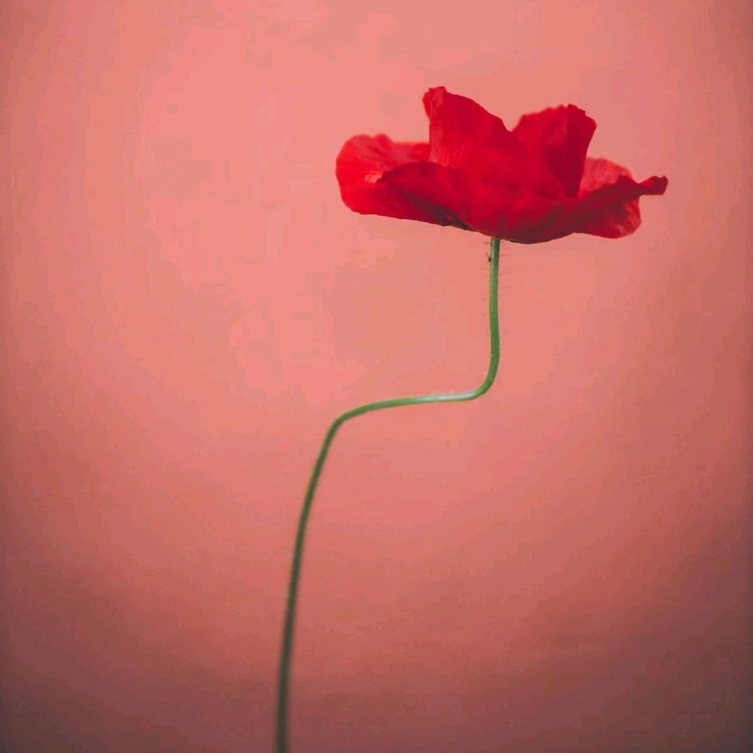 以 梦 为 马 ❤️