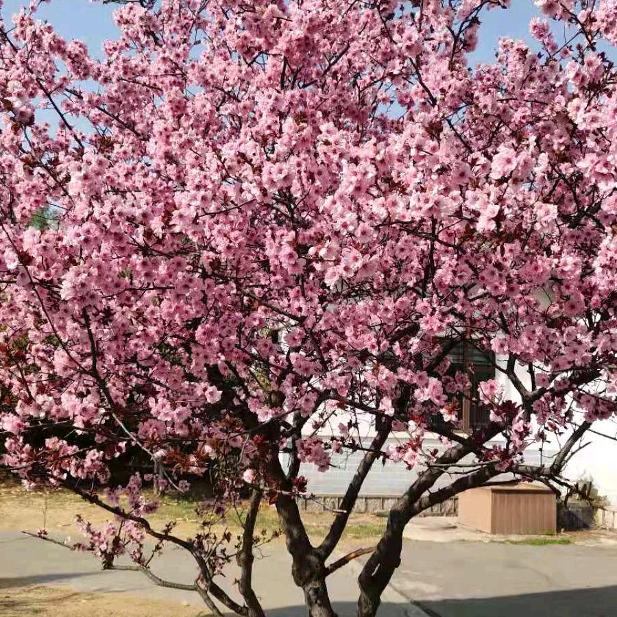 明天会更好15150