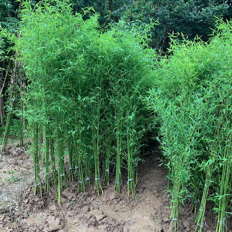 程苑竹苗园艺