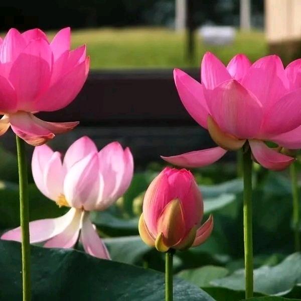 摆摊WJ《韩式炸鸡》