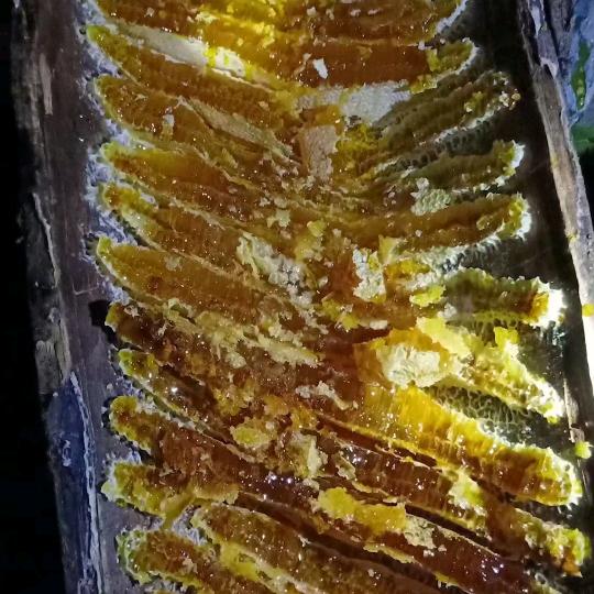 养蜂正宗的土蜂蜜