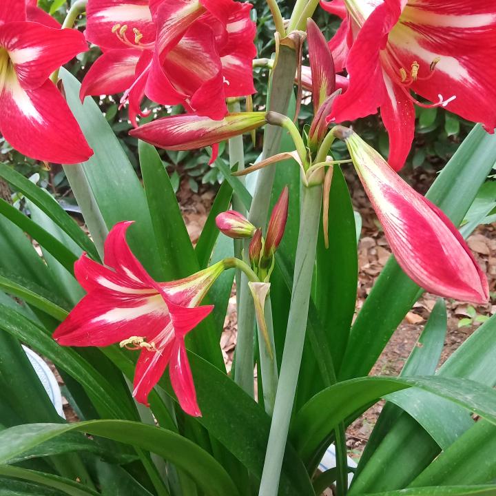 添添奶奶