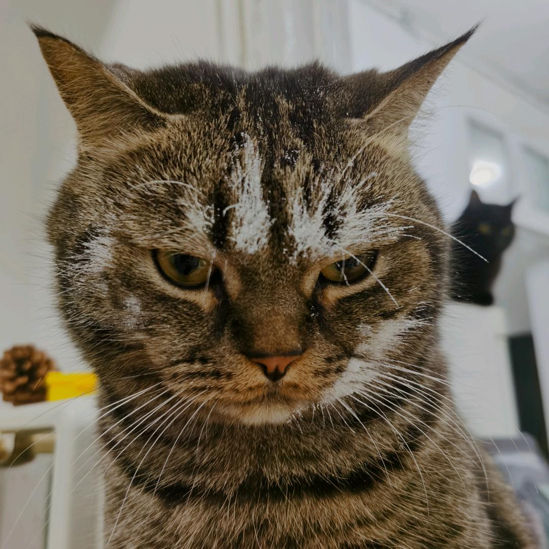 元宝宝吃饱饱🍰