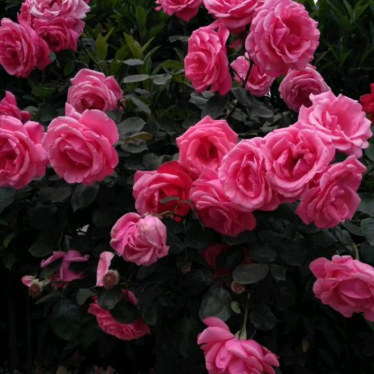 幸福像花一样甜甜蜜蜜