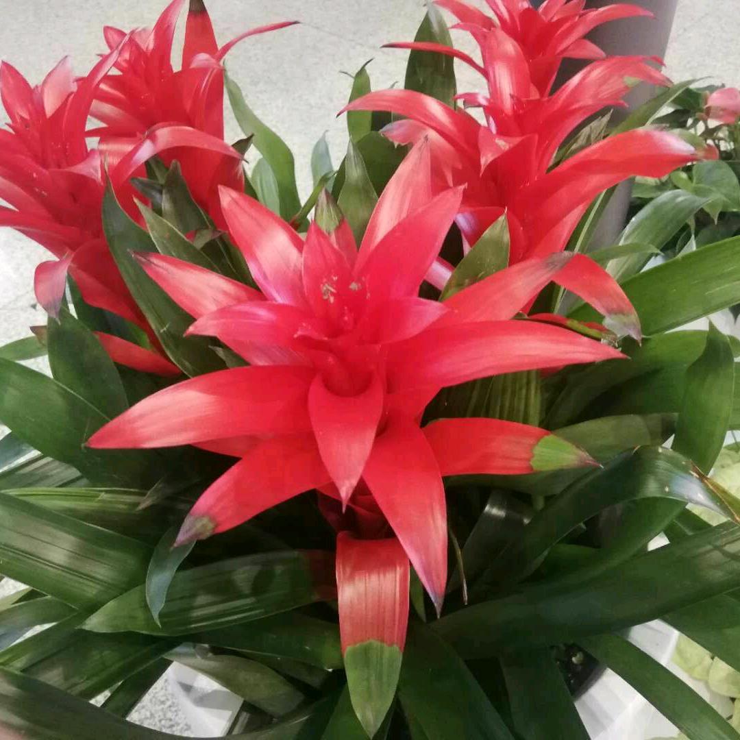 麒麟盛世(#王冠军赛)